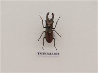 藏品(鍬形蟲)的圖片